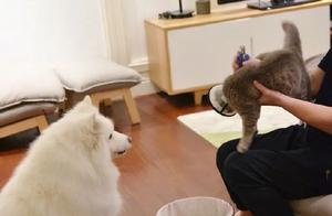 Stupid Dog Laughing at Cats Clipping Their Nails, Only to Be Caught Himself, Netizens: Heaven Forgives, So Let It Forgive Me Haha