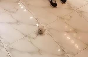 The little dog is petite and dainty, a single glance through the lens makes you gasp!