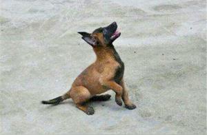 From Street Stray to Worry-Free, a Stray Dog Uses Its Intelligence to Rise and Become a Police Dog