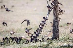 Nature's Biological Locust Control Force: 180 Locusts Eaten Daily, Insect Weight Exceeds Bird Weight