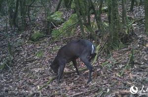Look! Rare Footage of Wild Animal Activity Shot by Infrared Cameras in Wudongshan