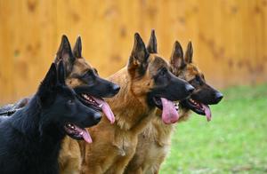 Why Fewer People Are Adopting German Shepherds – 6 Possible Reasons
