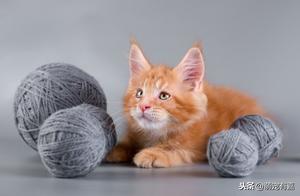 Tension and Pressure: The Greatest Health Risks for Cats; Sharing Tips for Multi-Cat Families to Avoid Risks