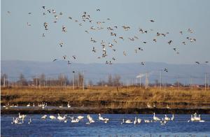 Birds in Chorus, Dancing with Shadows! Large Numbers of Migratory Birds Arrive in Hohhot!