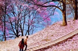 Mianyang Yaowang Valley Iris Flowers Cover Branches, Pingwu County Plum Flowers Bloom on Mountains, White Horse Temple Spring Festival