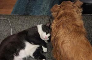 Wandering Cat Proactively Befriends Dog, Forces Owner to Recruit It - Truly Cunning Cat