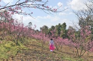 BaoShan Changning: Viewing Peach Blossoms in Oil Peach Village