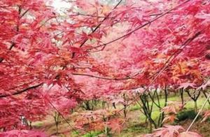 Nanhu Colorful Botanical Garden Invites You to Experience ‘Crimson Mountains’