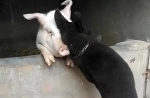 Found the stray dog repeatedly running to the pigsty, quietly following to take a glance and sighing: 'You're not compatible!'