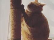 19-Pound Orange Cat Refused Bath, Owner Pays Extra: 'I Don't Know How It Became So Fat'
