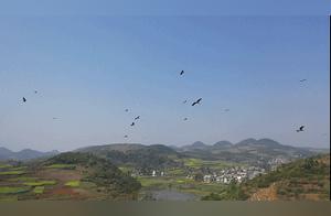 Spectacular! Nearly 100 Endangered Species Arrive in Bijie to Nest