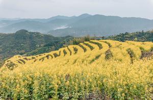 World-Class Hundred-Year-Old Ancient Village Admiring Ten Thousand Acres of Rapeseed Flower Sea, Growing on Cliffside, Missed It, Wait Another Year