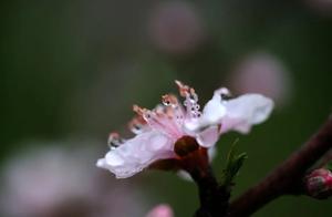 Danyi County, Guizhou: Spring Beauty Like a Painting