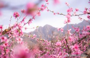 Ten Thousand Acres of Peach Blossoms in Full Bloom Under the Qinling Mountains, Like a Garden of Peaches from Another World, Every Photo is a Scenic View