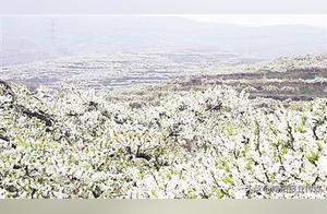 Nanyang City, Xixia County: Another Year of Spring's Bounty – Flowers in Full Bloom Welcoming Guests