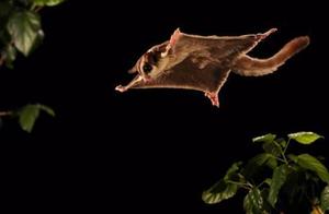Even Non-Flying Animals Want to 'Fly': Learning Their First 'Skill' (referring to the desire to emulate flying animals)
