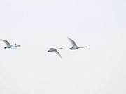 Reluctant to Leave Weihai? This Northbound Swan Returns