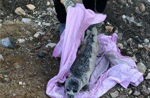 Look! A Juvenile Spotted Seal Washes Ashore on Lushunkou Coast – Milk Hairs Not Yet Gone