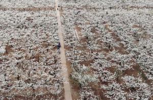 Guangping, Hebei: Pear Blossoms in Full Bloom Entice and Inspire, Perfect Timing for Spring Viewing and Picnic
