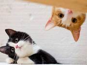 The Top 10 Most Popular Cat Breeds