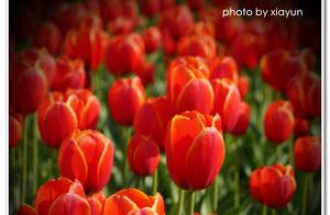 Summer Yun's Favorite Tulips in Early Spring
