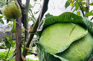 Zucchini: Round and Heavy