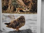 Short-eared Owl of the Yellow River Delta