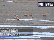 Red Mandarin Duck Group ‘Visiting’ Hongyuan Qugu River – It’s Lively!”,
