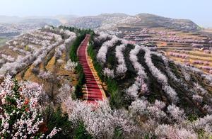 16th Ningxia Lanshan Mountain Flower Festival Goes ‘Online’ in Early April