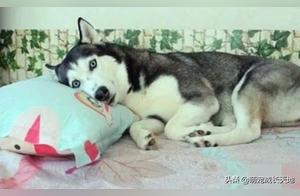 The Newborn Husky Was Sold by Grandfather, Husky Mother with a Heartbroken Appearance