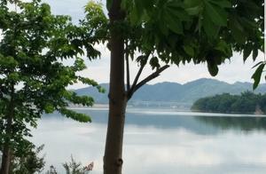 The Beauty of Life