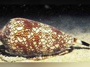 Three Most Toxic Creatures in the World: Seemingly Delicious but Full of Danger