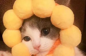 Woman Buys Cat Headgear, Seller Demands Removal of Buyer Review