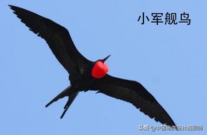 Frigatebirds in China: Currently, there are 4 species, do you know anyone who is familiar with this bird?