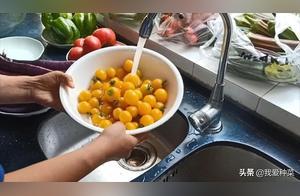 These small tomatoes are particularly suitable for eating raw, juicy, high in sweetness, and even stronger than fruits.