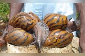 Not all creatures are suitable as pets; be careful as they can cause irreversible losses.