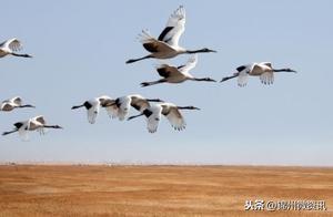 Ecological New Linghai! Ling River Warms Up! Birds Herald Spring