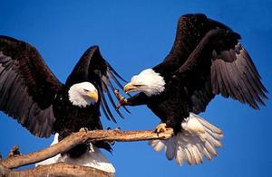 Japan's National Bird is the Green Peafowl, America's is the Eagle, So, What is China's 'National Bird'?