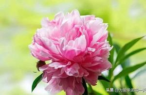 The most beautiful word in life is to understand and cherish it.