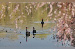 Beijing: Black Swan Lake - A Scene Like a Warm Spring River