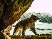 China Achieves World's Largest Number of Snow Leopard Individual Identification