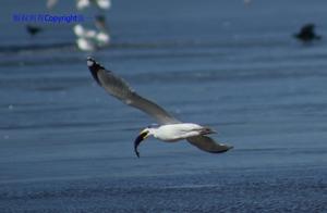Birds Shot at Shahe Reservoir