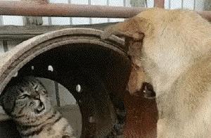 Hilarious GIFs: Cat - How will it survive in the cat world now, actually strangled by a rat!