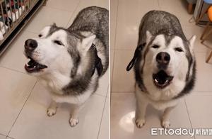 Haskie Dog Roars Loudly, Internet Users Exclaim: 'Reincarnation of a Cow?'