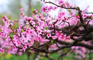 Flowers Bloom in a Thousand Masses, Spring Deepens in Silent Solitude, No One Speaks
