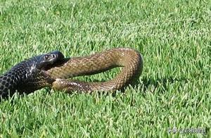 Why Does Australia Have So Many Venomous Snakes? What Does Its Geography Have to Do With It?