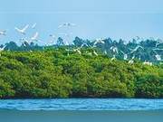 Ecological Restoration White Egrets Flying
