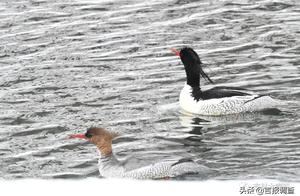 The Most Beautiful Changbai Mountain Adds Stunning National Treasure-Level Views – Chinese Fall Crow Ducks Arrive as Expected