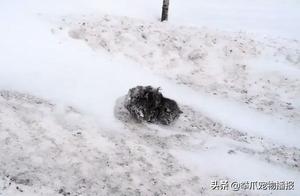 Found a 'Snow Fairy' Cat in the Snow – What Kind of Luck Is This?