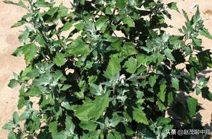 The Season for Eating Wild Vegetables Has Arrived: Refreshing and Delicious Hui Hui Cai